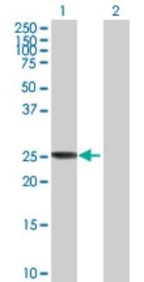 Western Blot: CLIC3 Antibody [H00009022-B01P] - Analysis of CLIC3 expression in transfected 293T cell line by CLIC3 polyclonal antibody.  Lane 1: CLIC3 transfected lysate(25.96 KDa). Lane 2: Non-transfected lysate.
