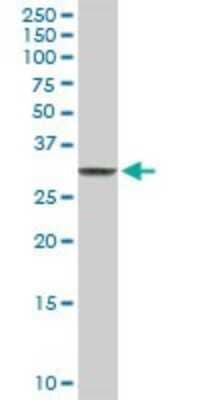 Western Blot: CLIC3 Antibody [H00009022-D01P] - Analysis of CLIC3 expression in mouse testis.