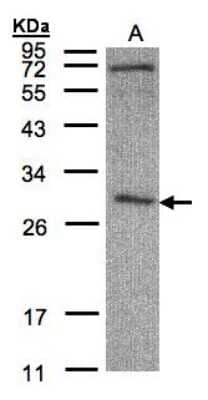 Western Blot: CLIC3 Antibody [NBP1-31438] - Sample(30 ug of whole cell lysate) A:HeLa S3 12% SDS PAGE, antibody diluted at 1:500.