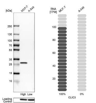 Western Blot: CLIC3 Antibody [NBP1-89465] - Analysis in human cell lines MCF-7 and A-549 using anti-CLIC3 antibody. Corresponding CLIC3 RNA-seq data are presented for the same cell lines. Loading control: anti-HSP90B1.