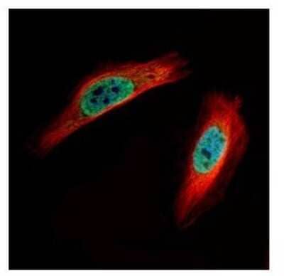 Immunocytochemistry/Immunofluorescence: CLIC4 Antibody [NBP1-33474] - Paraformaldehyde-fixed HeLa, using CLIC4 antibody (Green) at 1:500 dilution. Alpha-tubulin filaments were labeled with an alpha Tubulin antibody (Red) at 1:2500.
