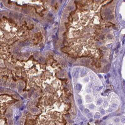 Immunohistochemistry-Paraffin: CLIC4 Antibody [NBP2-49321] - Staining of human kidney using Anti-CLIC4 antibody NBP2-49321.