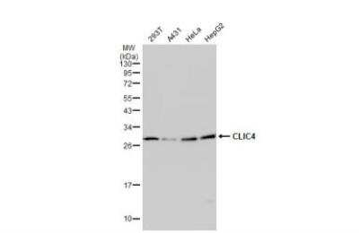 Western Blot: CLIC4 Antibody [NBP1-33474] - Various whole cell extracts (30 ug) were separated by 12% SDS-PAGE, and the membrane was blotted with CLIC4 antibody diluted at 1:1000.