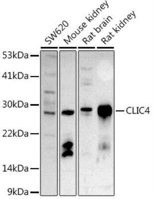 Western Blot CLIC4 Antibody - BSA Free