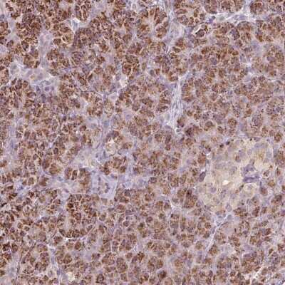 Immunohistochemistry-Paraffin: CLIC6 Antibody [NBP2-38062] - Staining of human pancreas shows strong cytoplasmic positivity in exocrine glandular cells.
