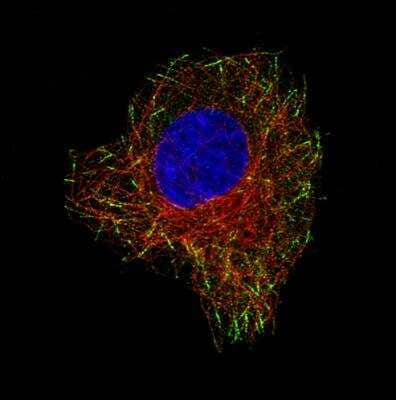 Immunocytochemistry/Immunofluorescence: CLIP170 Antibody (CL4851) [NBP2-61144] - Staining of A549 cells using the Anti-CLIP1 monoclonal antibody, showing specific staining in microtubule ends in green. Microtubule- and nuclear probes are visualized in red and blue, respectively (where available). Antibody staining is shown in green.