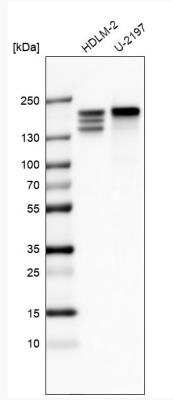 Western Blot CLIP170 Antibody (CL4851)