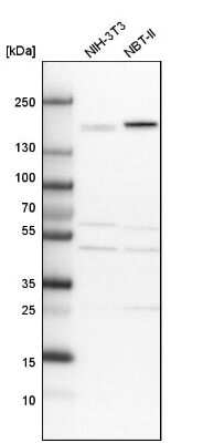 Western Blot: CLIP170 Antibody [NBP1-85568] - Analysis in mouse cell line NIH-3T3 and rat cell line NBT-II.