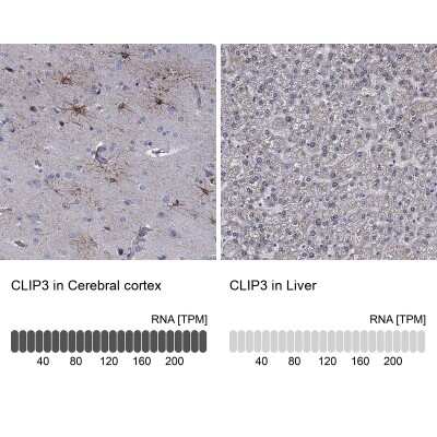 Immunohistochemistry-Paraffin: CLIP3 Antibody [NBP3-17101] - Analysis in human cerebral cortex and liver tissues using Anti-CLIP3 antibody. Corresponding CLIP3 RNA-seq data are presented for the same tissues.