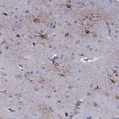 Immunohistochemistry-Paraffin: CLIP3 Antibody [NBP3-17101] - Staining of human cerebral cortex shows high expression.