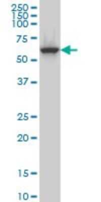 Western Blot: CLK3 Antibody (7D6) [H00001198-M07] - Analysis of CLK3 expression in MCF-7 (Cat # L046V1).