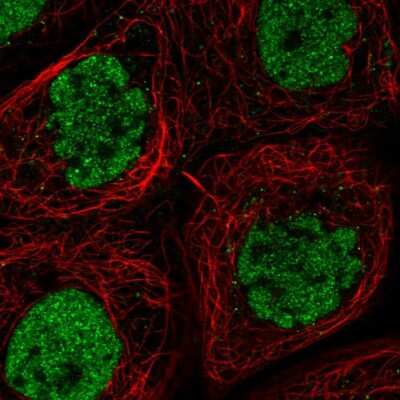 Immunocytochemistry/Immunofluorescence: CLK3 Antibody [NBP1-91794] - Staining of human cell line A-431 shows localization to nucleoplasm. Antibody staining is shown in green.