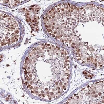 Immunohistochemistry-Paraffin: CLK3 Antibody [NBP1-91794] - Staining of human testis shows strong nuclear positivity in cells in seminiferous ducts and Leydig cells.