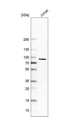 Western Blot CLK3 Antibody - BSA Free