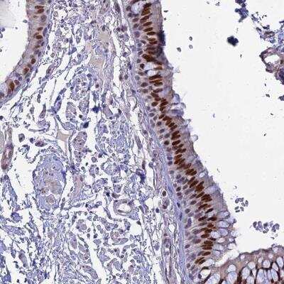 Immunohistochemistry-Paraffin: CLK4 Antibody [NBP2-47505] - Staining of human bronchus shows strong nuclear positivity in respiratory epithelial cells.