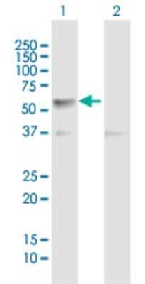 Western Blot: CLK4 Antibody [H00057396-B01P] - Analysis of CLK4 expression in transfected 293T cell line by CLK4 polyclonal antibody.  Lane 1: CLK4 transfected lysate(52.91 KDa). Lane 2: Non-transfected lysate.