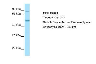 Western Blot: CLK4 Antibody [NBP1-98352] - Antibody Dilution: 0.25ug/ml Sample Tissue: Mouse Pancreas.