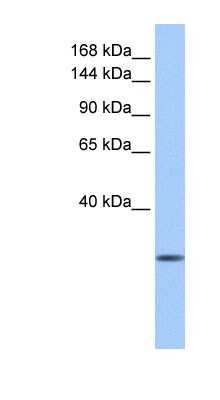Western Blot CLMN Antibody - BSA Free