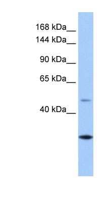 Western Blot CLMN Antibody - BSA Free
