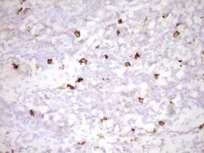 Immunohistochemistry: CLOCK Antibody (OTI2H7) - Azide and BSA Free [NBP2-71479] - Analysis of Human tonsil tissue. (Heat-induced epitope retrieval by 1 mM EDTA in 10mM Tris, pH8.5, 120C for 3min)