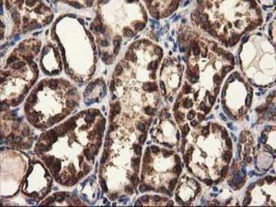 Immunohistochemistry-Paraffin: CLPP Antibody (1F6) [NBP2-03323] - Staining of paraffin-embedded Human Kidney tissue using anti-CLPP mouse monoclonal antibody.