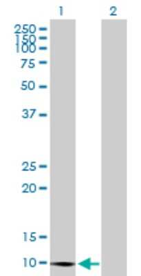 Western Blot: CLPS Antibody [H00001208-B01P] - Analysis of CLPS expression in transfected 293T cell line by CLPS polyclonal antibody.  Lane 1: CLPS transfected lysate(12.32 KDa). Lane 2: Non-transfected lysate.