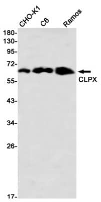 Western Blot: CLPX Antibody (S05-2A6) [NBP3-19849] - Western blot detection of CLPX in CHO-K1, C6, Ramos using NBP3-19849 (1:1000 diluted)