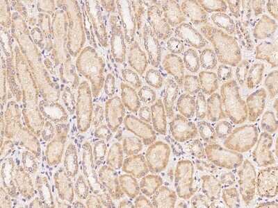 Immunohistochemistry-Paraffin: CLRN2 Antibody [NBP3-06331] - Immunochemical staining of human CLRN2 in human kidney with rabbit polyclonal antibody at 1:100 dilution, formalin-fixed paraffin embedded sections.