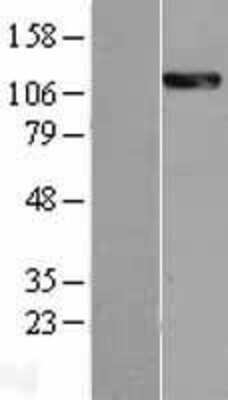 Western Blot: CLSTN2 Overexpression Lysate (Adult Normal) [NBL1-09285] Left-Empty vector transfected control cell lysate (HEK293 cell lysate); Right -Over-expression Lysate for CLSTN2.