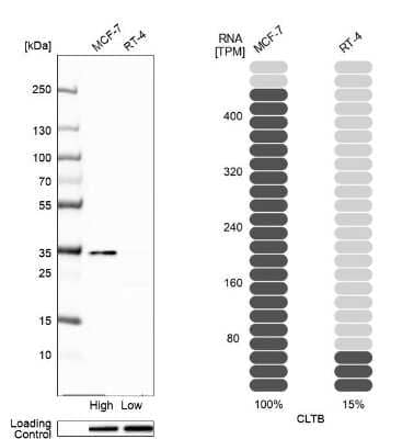 Western Blot: CLTB Antibody [NBP2-55390] - Analysis in human cell line MCF-7 and human cell line RT-4.