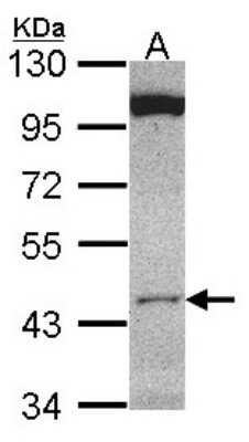Western Blot: CLUAP1 Antibody [NBP1-31778] - Sample (30 ug of whole cell lysate) A: HCT116 10% SDS PAGE; antibody diluted at 1:1000.