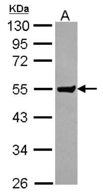 Western Blot Clusterin-like 1/CLUL1 Antibody - BSA Free