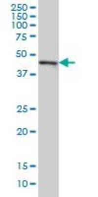 Western Blot: CMAS Antibody (5A2) [H00055907-M01] - CMAS monoclonal antibody (M01), clone 5A2 Analysis of CMAS expression in Hela S3 NE.