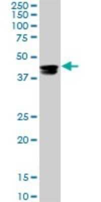 Western Blot: CMAS Antibody (5A2) [H00055907-M01] - CMAS monoclonal antibody (M01), clone 5A2. Analysis of CMAS expression in Raw 264.7.