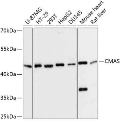 Western Blot: CMAS Antibody [NBP2-92723] - Analysis of extracts of various cell lines, using CMAS at 1:3000 dilution.Secondary antibody: HRP Goat Anti-Rabbit IgG (H+L) at 1:10000 dilution.Lysates/proteins: 25ug per lane.Blocking buffer: 3% nonfat dry milk in TBST.Detection: ECL Basic Kit .Exposure time: 10s.