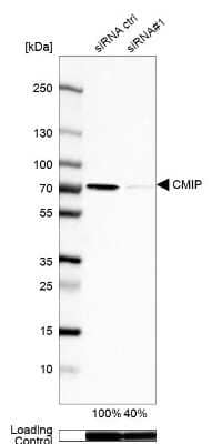 Western Blot CMIP Antibody