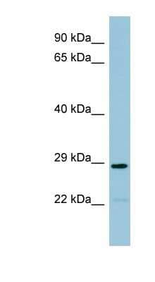Western Blot CML2 Antibody - BSA Free