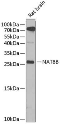Western Blot CML2 Antibody - BSA Free