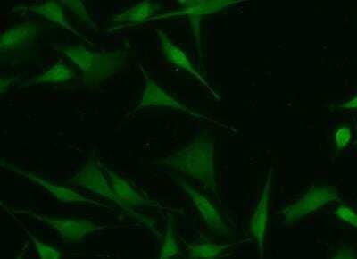 Immunocytochemistry/Immunofluorescence: CMP kinase Antibody (07) [NBP3-06538] - Staining of Human CMPK1 in Hela cells. Cells were fixed with 4% PFA, permeabilzed with 0.3% Triton X-100 in PBS, blocked with 10% serum, and incubated with Mouse anti-Human CMPK1 monoclonal antibody (1:60) at 37? 1 hour. Then cells were stained with the Alexa Fluor® 488-conjugated Goat Anti-mouse IgG secondary antibody (green). Positive staining was localized to nucleus and cytoplasm.