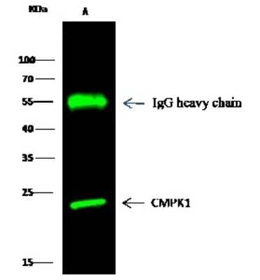 Immunoprecipitation: CMP kinase Antibody [NBP3-00262] - CMP kinase was immunoprecipitated using: Lane A: 0.5 mg HepG2 Whole Cell Lysate 2 ul anti-CMP kinase rabbit polyclonal antibody and 15 ul of 50 % Protein G agarose. Primary antibody: Anti-CMP kinase rabbit polyclonal antibody, at 1:200 dilution. Secondary antibody: Dylight 800-labeled antibody to rabbit IgG (H+L), at 1:5000 dilution. Developed using the Odyssey technique. Performed under reducing conditions. Predicted band size: 22 kDa. Observed band size: 22 kDa