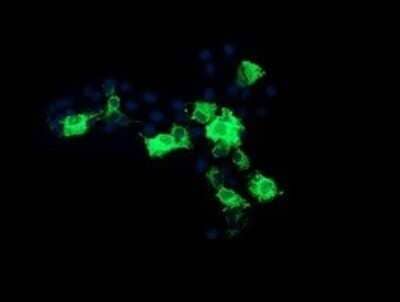 Immunocytochemistry/Immunofluorescence: CMP kinase Antibody (OTI1A1) - Azide and BSA Free [NBP2-71947] - Analysis of COS7 cells transiently transfected by pCMV6-ENTRY CMP kinase.