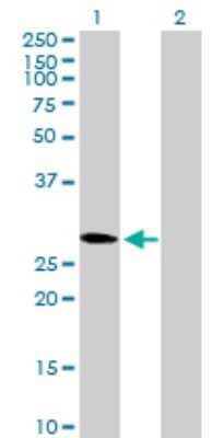 Western Blot: CMTM2 Antibody [H00146225-B01P] - Analysis of CMTM2 expression in transfected 293T cell line by CMTM2 polyclonal antibody.  Lane 1: CMTM2 transfected lysate(27.28 KDa). Lane 2: Non-transfected lysate.