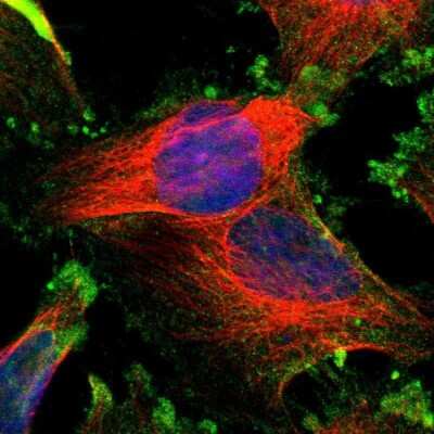 Immunocytochemistry/ Immunofluorescence CMTM4 Antibody - BSA Free