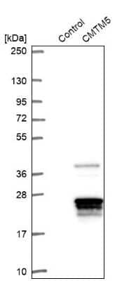 Western Blot: CMTM5 Antibody [NBP2-47503] - Analysis in control (vector only transfected HEK293T lysate) and CMTM5 over-expression lysate (Co-expressed with a C-terminal myc-DDK tag (3.1 kDa) in mammalian HEK293T cells).