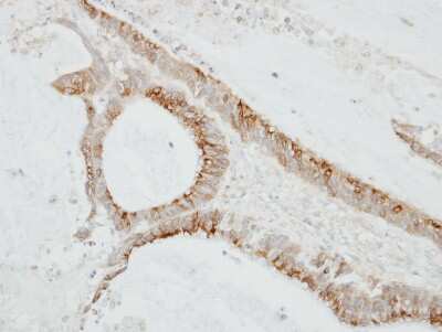 Immunohistochemistry-Paraffin CMTM6 Antibody - BSA Free