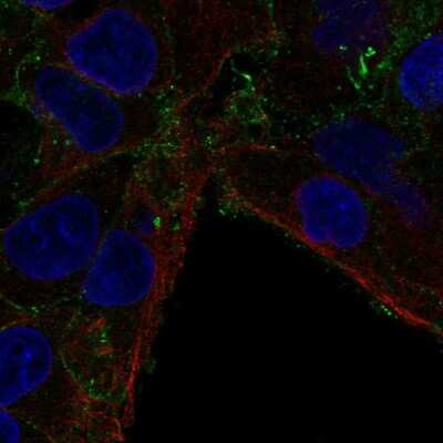 Immunocytochemistry/Immunofluorescence: CMTM7 Antibody [NBP2-57873] - Staining of human cell line Hep G2 shows localization to plasma membrane.