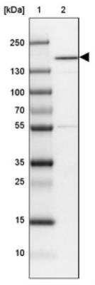 Western Blot: CNAP1 Antibody [NBP1-88201] - Lane 1: Marker  [kDa] 250, 130, 100, 70, 55, 35, 25, 15, 10.  Lane 2: NTERA-2 High