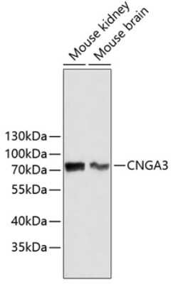 Western Blot: CNGA3 Antibody [NBP3-05205] - Analysis of extracts of various cell lines, using CNGA3 antibody . Secondary antibody: HRP Goat Anti-Rabbit IgG (H+L) at 1:10000 dilution. Lysates/proteins: 25ug per lane. Blocking buffer: 3% nonfat dry milk in TBST.