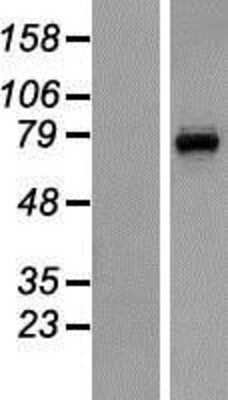 Western Blot: CNGA3 Overexpression Lysate (Adult Normal) [NBP2-08482] Left-Empty vector transfected control cell lysate (HEK293 cell lysate); Right -Over-expression Lysate for CNGA3.