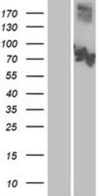 Western Blot: CNGA3 Overexpression Lysate (Adult Normal) [NBP2-09772] Left-Empty vector transfected control cell lysate (HEK293 cell lysate); Right -Over-expression Lysate for CNGA3.